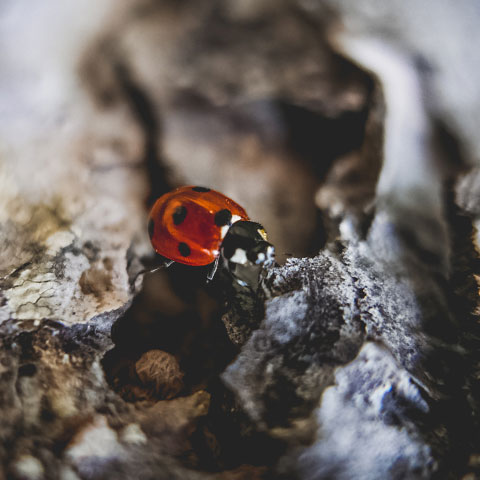 coccinelle